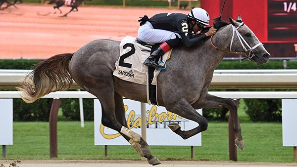 Seize the Grey - Races in the Jim Dandy on Saturday
